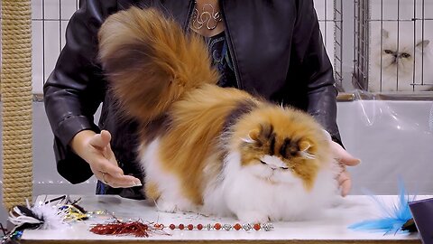 CFA International Cat Show 2018 - Persian kitten class judging - BiColors.2