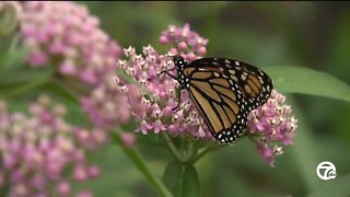 Beloved monarch butterflies now listed as endangered