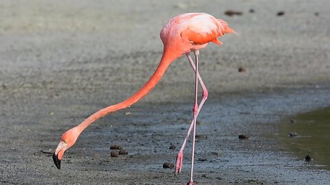 Flamingo hunting flies