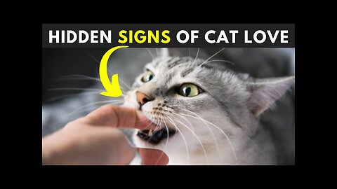 12 Secret Signs Your Cat Loves You But You Don't know