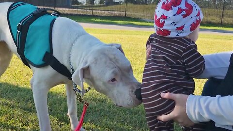 Darla the Dogo Argentino Meets a Baby [GUWD#20]