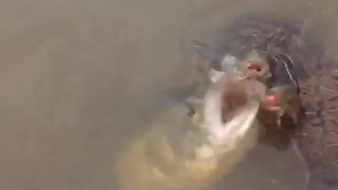 Massive bass snatches fish from pair of turtles
