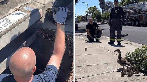 Firefighters rescue ducklings from storm drain