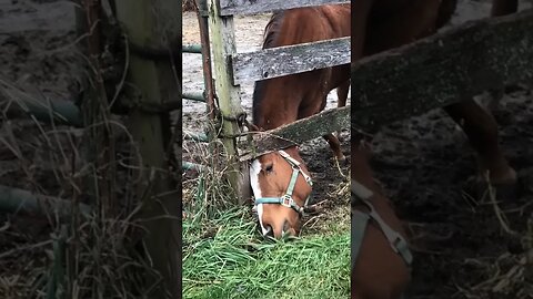 Tara grabbing some leftover grass! #lovemyhorses #horsesaremylife #horses