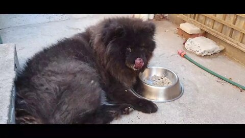 Chow Chow Dog Breed, Chow Boys Fudge, Gus and Ninja and their shenanigans , Chow Cereal