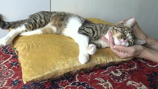 A Very Cute Affectionate Cat
