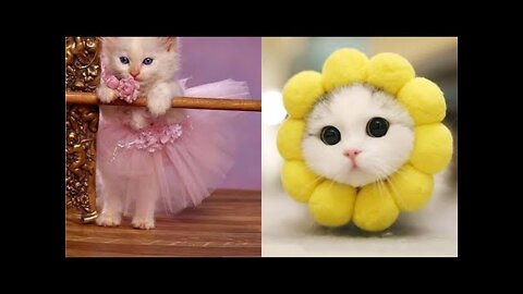 cute baby cats funny videos | cute cats| wow cute animals 😘2022