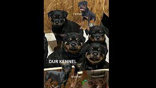 DUR KENNEL PUPS MOM DAD VIDEO IN PIC FAMILY