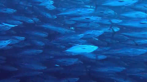 Scuba diver becomes completely disoriented in gigantic tuna bait ball