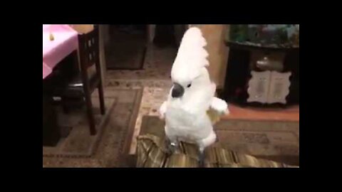 How to get a parrot mad and angry1