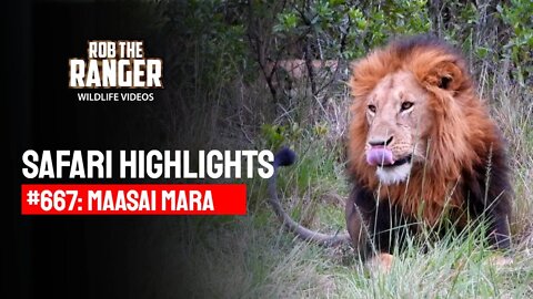 Safari Highlights #667: 05 & 06 February 2022 | Maasai Mara/Zebra Plains | Latest Wildlife Sightings