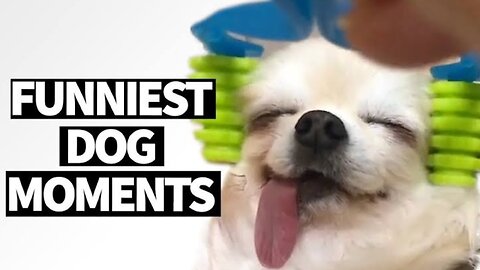 Funny dog moments 🤣 #viral