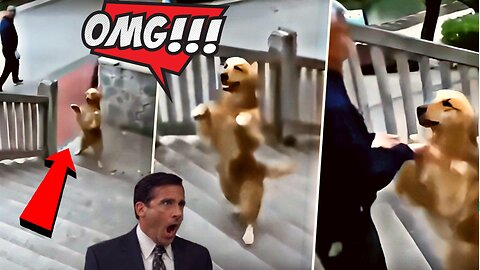 OMG😱 Even Dogs 🐕 Dan Act Like Like Can't Believe Their Eyes👁️