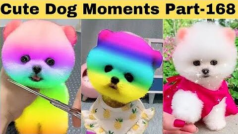 Cute dog moments Compilation Part 168| Funny dog videos in Bengali