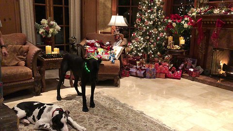 Great Danes celebrate first Christmas with feline friend