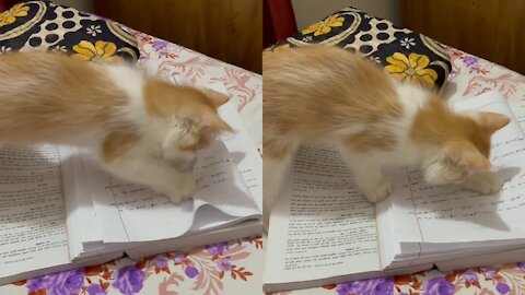 When You Study One Night Before Exam - Funny Cat