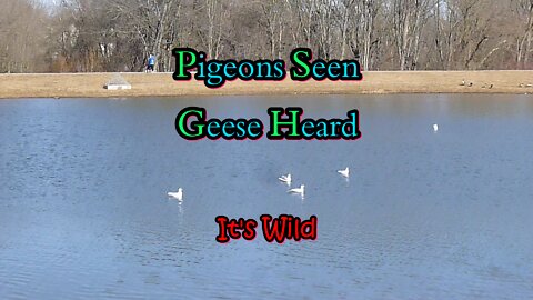 Pigeons Seen Geese Heard