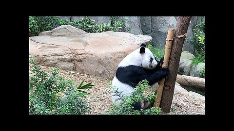 Panda funny video,Funny Panda Compilation 2021 | Try not too laugh