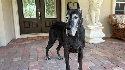 Frosted Black Great Dane With Heart Shaped Ears Loves Florida Morning Weather