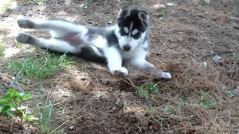 Husky puppy bewildered by pine needle discovery