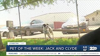 Pet of the week: Jack and Clyde