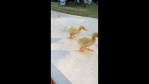 Duck Go Zoom