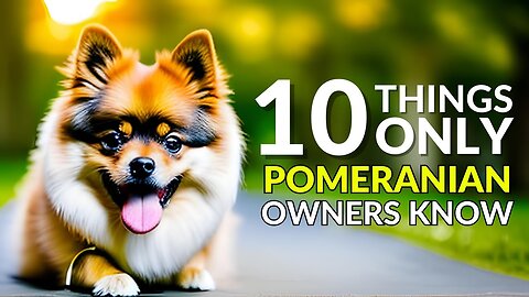 10 Things Only Pomeranian Owners Understand