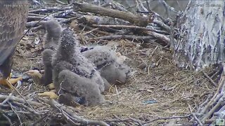 Hays Bald Eagles 18 Climbs Over 17 and 16 To Go to the Front of the Feeding 2022 04 18 8:33am