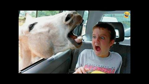 Funny ANIMALS videos Funniest CATS and DOGS 2024