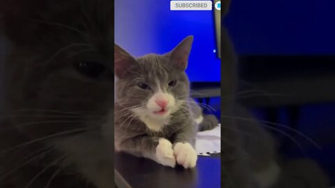 cute cat videos 😹 funny videos 😂😹
