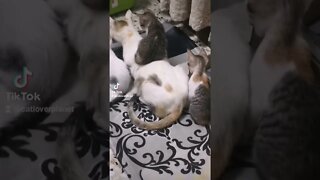 Tiktok Funny Kittens with their Mom Cat Funny Video 😂 - Cutest Kitten Short Video