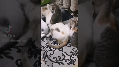 Tiktok Funny Kittens with their Mom Cat Funny Video 😂 - Cutest Kitten Short Video