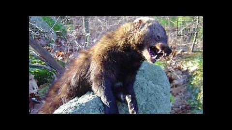 Interesting facts about fisher cat!