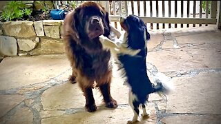 Cute Cavalier unsuccessfully initiates play with Newfie