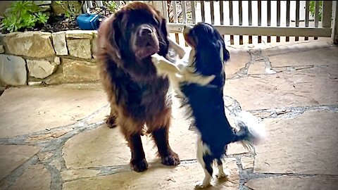 Cute Cavalier unsuccessfully initiates play with Newfie
