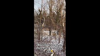 Serene Winter Walk on Mount Vernon Trail, DC | Soothing Birdsong & Scenic Snow Views #birds #trail