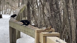 Red-tipped Black Bird