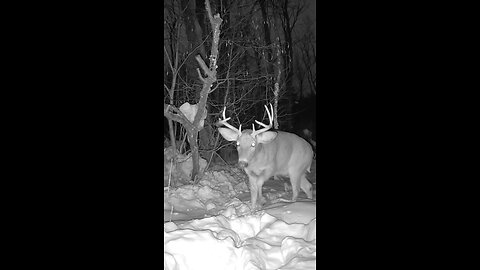 Very Cold Night For This Buck