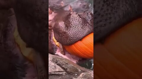 TIME FOR A SNACK! Hippo devours pumpkin #animals