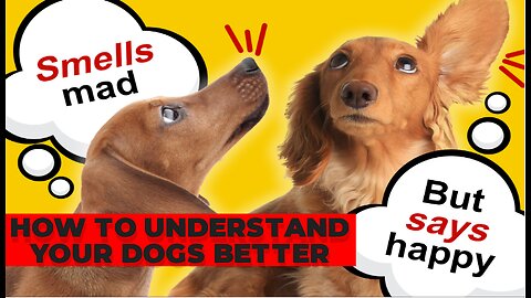 How to understand your dog better