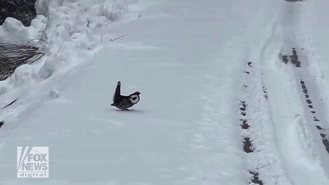 Ducky Grouse Seen Walking Along Independence Pass In Colorado