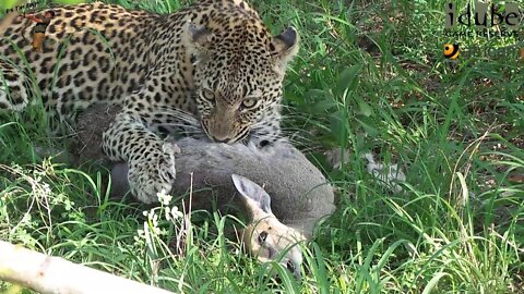 Scotia Female Leopard - Year 2, Becoming Independent - 6: Two Duiker Meals