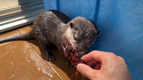 Otter encounters crayfish for the first time