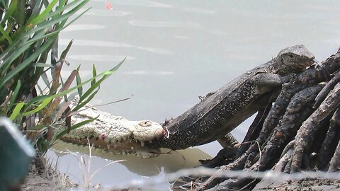 Crocodile Vs Monitor Lizard