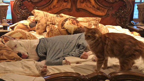 Funny Cat Walks Over Snoring Great Dane