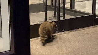 Raccoon window shopping