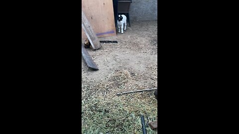 Baby goat living his best life. #goat #babygoats #funny #animals