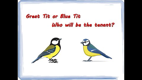 Great or Blue Tit, which's gonna be the tennant?