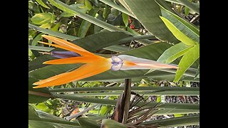 Birds of Paradise #FYP #BirdsOfParadise #SouthwestFlorida #4K #DolbyVisionHDR