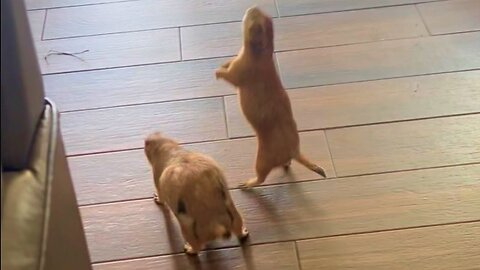 Two Prairie Dogs Get on to Mischief in New Home